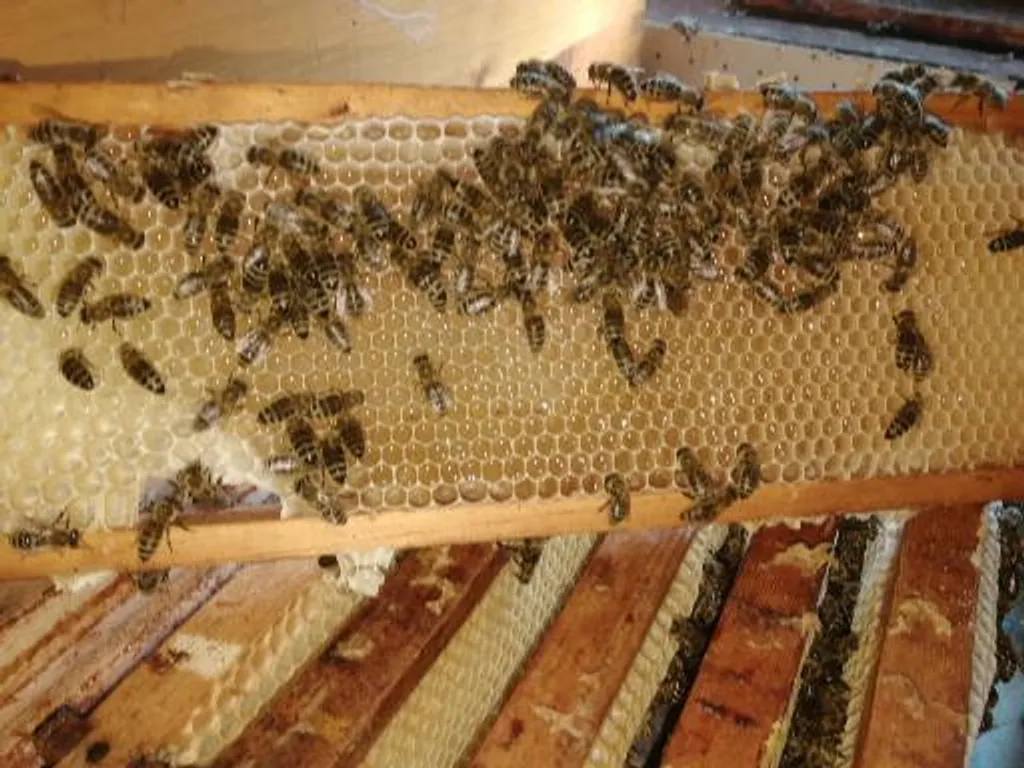 Apis Aurum GmbH Echter Deutscher Honig - 6x500g Sommertracht 2 Apis Aurum GmbH Echter Deutscher Honig - 6x500g Sommertracht – Bild 2