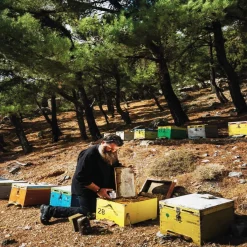 JT-Lizenzen 400g Glas Wildkräuterhonig Golden Melostalia Archontakis Aus Kreta Griechenland 12 JT-Lizenzen 400g Glas Wildkräuterhonig Golden Melostalia Archontakis Aus Kreta Griechenland -Essen Verkäufe 4e92ea174700db563d438cb457860a0b