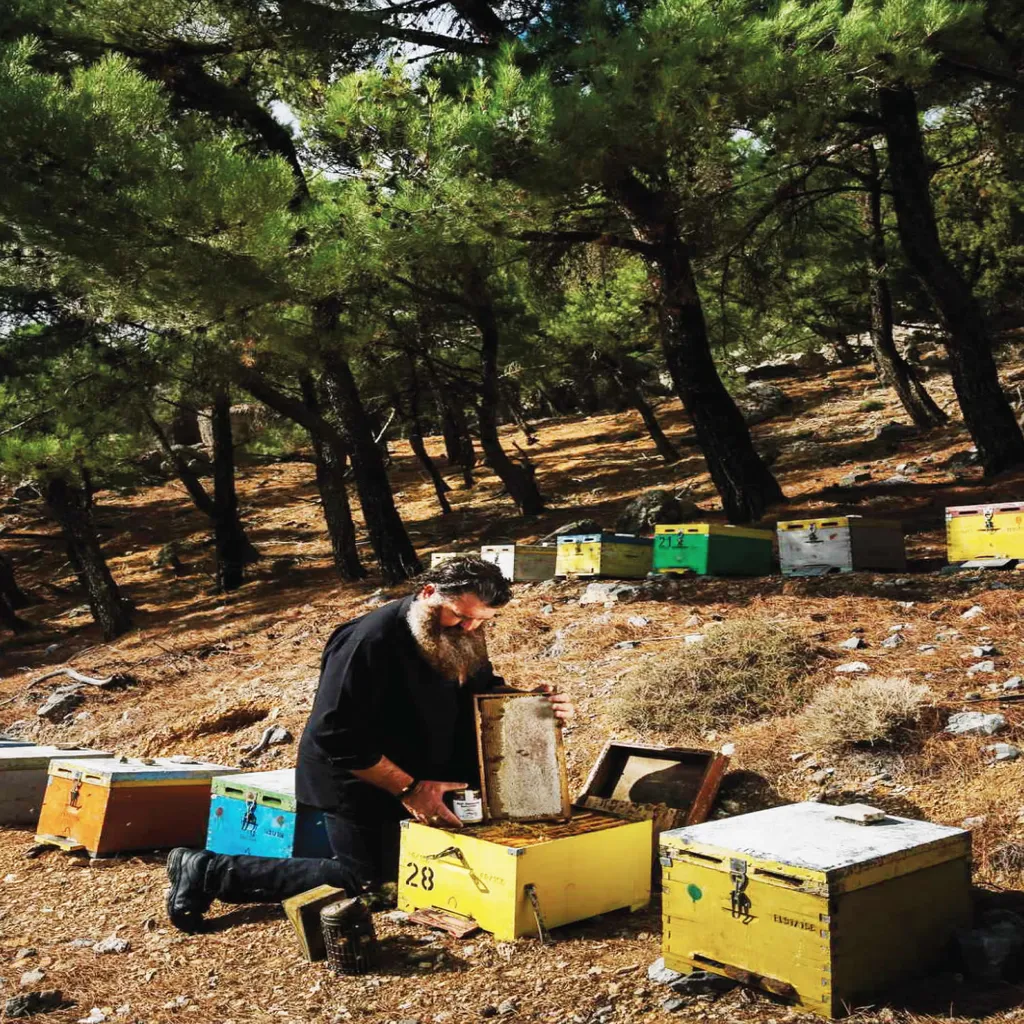 JT-Lizenzen 400g Glas Wildkräuterhonig Golden Melostalia Archontakis Aus Kreta Griechenland 6 JT-Lizenzen 400g Glas Wildkräuterhonig Golden Melostalia Archontakis Aus Kreta Griechenland – Bild 6