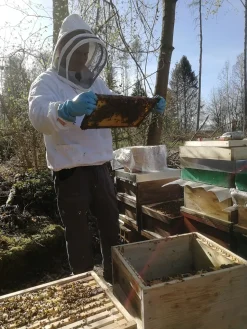 Apis Aurum GmbH Echter Deutscher Honig - 6x500g Sommertracht 6 Apis Aurum GmbH Echter Deutscher Honig - 6x500g Sommertracht -Essen Verkäufe 7b24294c7a70f3343b65505172bfeec7