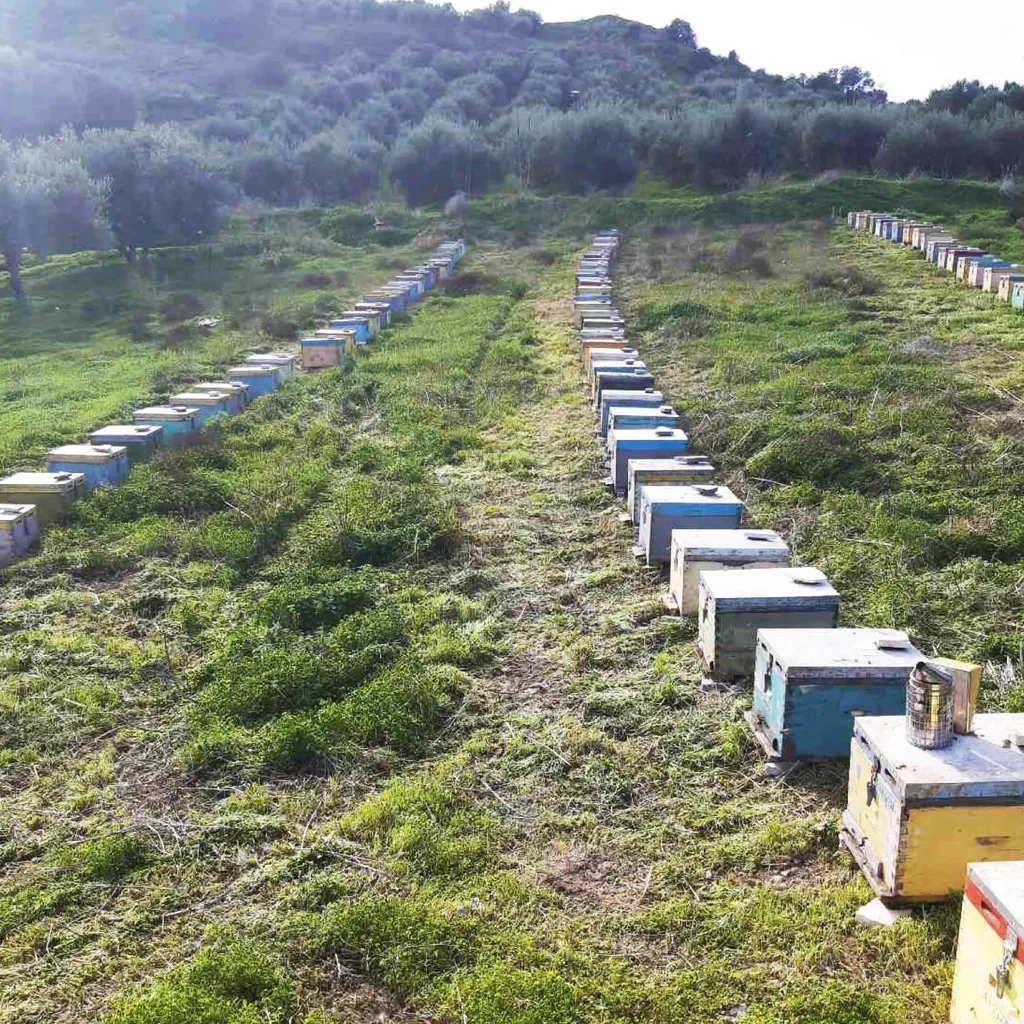 JT-Lizenzen 400g Glas Wildkräuterhonig Golden Melostalia Archontakis Aus Kreta Griechenland 2 JT-Lizenzen 400g Glas Wildkräuterhonig Golden Melostalia Archontakis Aus Kreta Griechenland – Bild 2