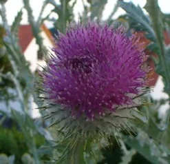 Apis Aurum GmbH Echter Deutscher Honig - 6x500g Sommertracht 7 Apis Aurum GmbH Echter Deutscher Honig - 6x500g Sommertracht -Essen Verkäufe 8dde8f65fad5351667e758e4604fbbd0