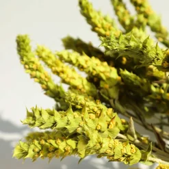 Oligri Griechischer Bio Bergtee Sideritis Scardica Vorratspack 30 Teebeutel Von Delinio Vom Olymp -Essen Verkäufe a27b2adbacb315b1d0f6b8448962d5c2