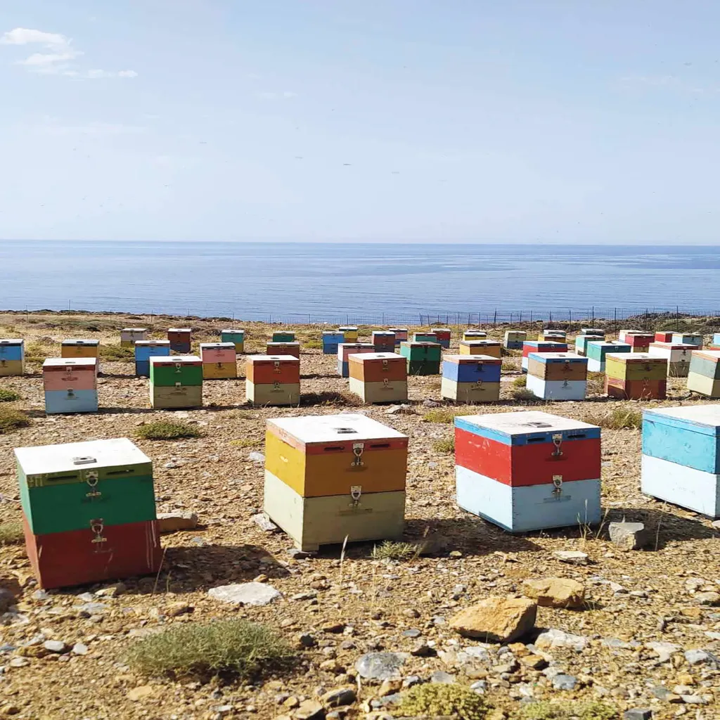 JT-Lizenzen 400g Glas Wildkräuterhonig Golden Melostalia Archontakis Aus Kreta Griechenland 5 JT-Lizenzen 400g Glas Wildkräuterhonig Golden Melostalia Archontakis Aus Kreta Griechenland – Bild 5