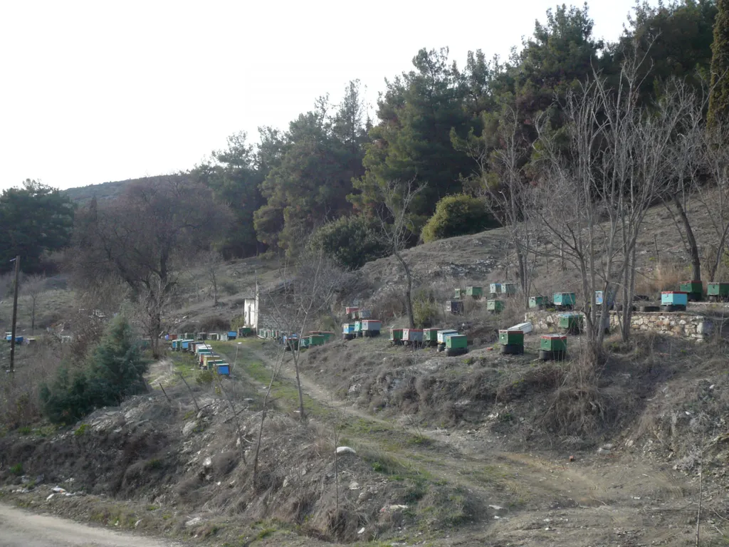 Karapatzakis GbR Aristos Griechischer Pinien Honig Aus Thassos 480 G 4 Karapatzakis GbR Aristos Griechischer Pinien Honig Aus Thassos 480 G – Bild 4